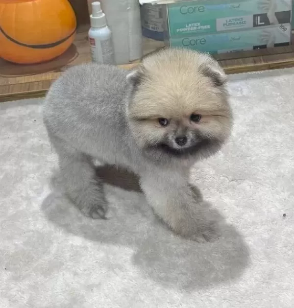 Ayı Surat Pomeranian Boo Yavrularımız