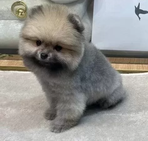 Ayı Surat Pomeranian Boo Yavrularımız