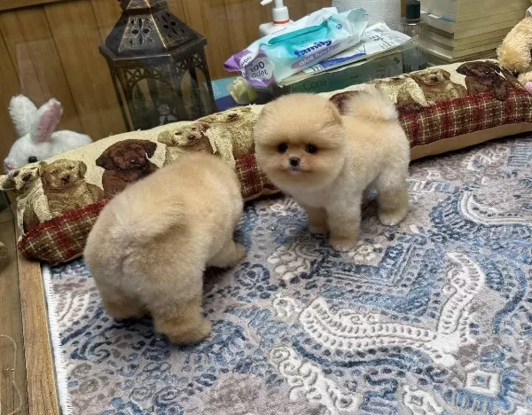 Krem Renk Teacup Pomeranian Boo
