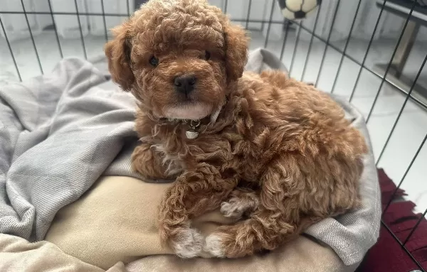 Oyuncak Suratlı Mini Boy Poodle Yavruları