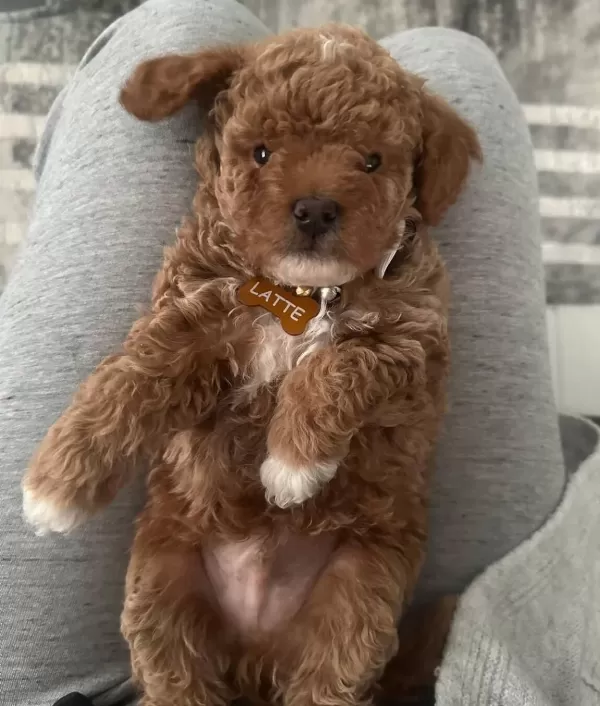 Oyuncak Suratlı Mini Boy Poodle Yavruları