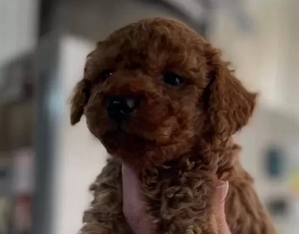 Oyuncak Suratlı Mini Boy Poodle Yavruları