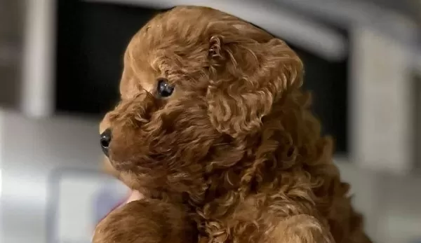 Oyuncak Suratlı Mini Boy Poodle Yavruları