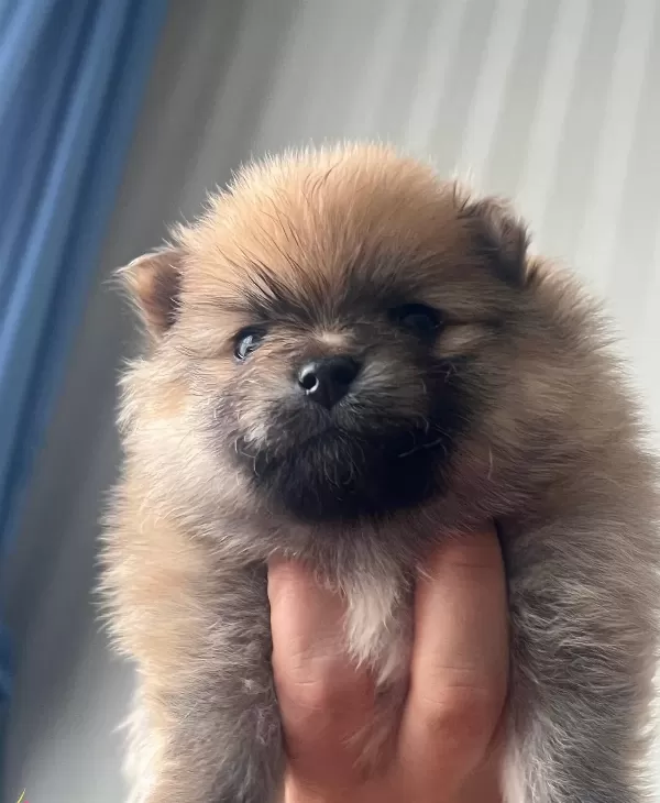 Safkan Pomerian Boo