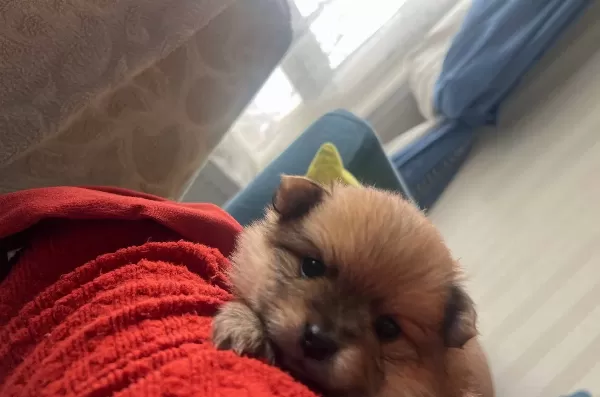 Safkan Pomerian Boo