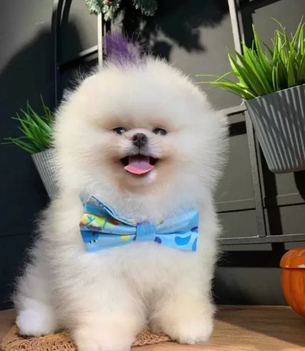 Sampiyon Soyundan Micro Cipli Pomeranian