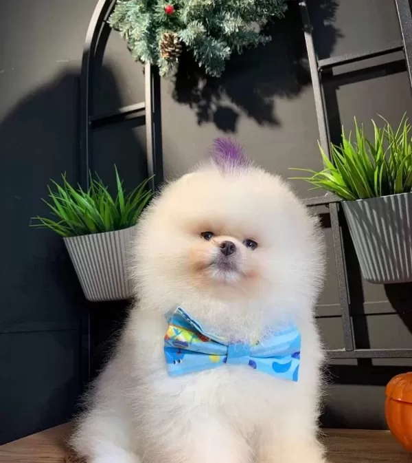 Sampiyon Soyundan Micro Cipli Pomeranian