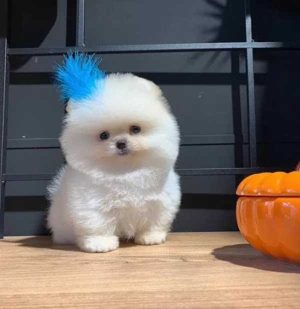 Boo Pomeranian Tuvalet Eğitimli Ve Irk Garantili