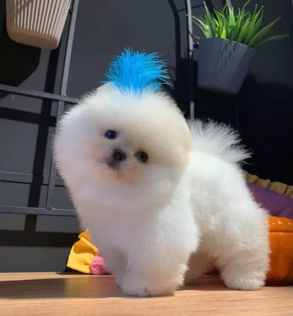 Boo Pomeranian Tuvalet Eğitimli Ve Irk Garantili