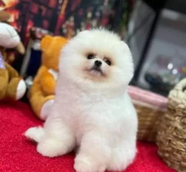 Boo Pomeranian Tuvalet Eğitimli Ve Irk Garantili