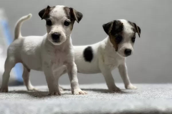 Jack Russel Yavrular Kıpır Kıpır