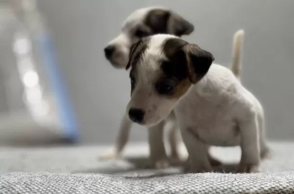 Jack Russel Yavrular Kıpır Kıpır