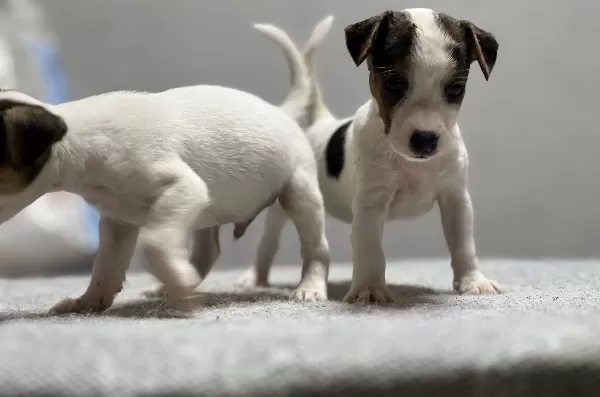 Jack Russel Yavrular Kıpır Kıpır