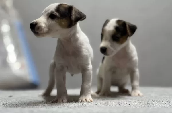 Jack Russel Yavrular Kıpır Kıpır