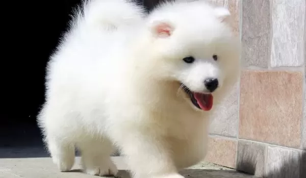 Buyuleyici Samoyed Bebekler