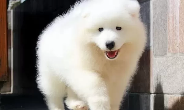 Buyuleyici Samoyed Bebekler