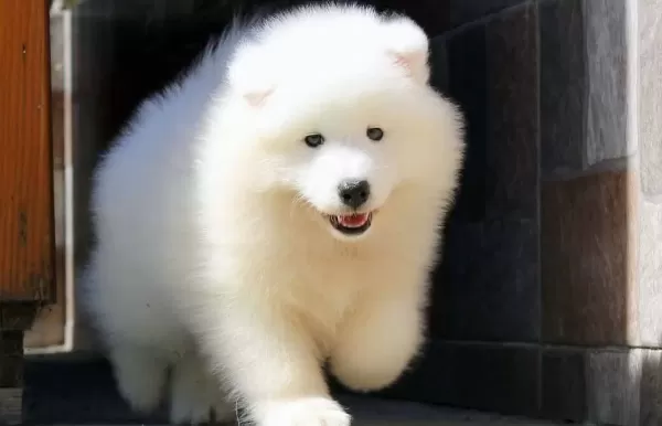 Buyuleyici Samoyed Bebekler