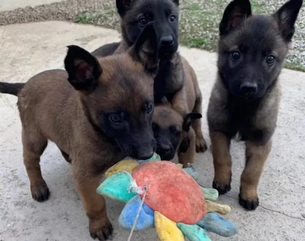 Karakteri Saglam Zeki Belcika Malinois