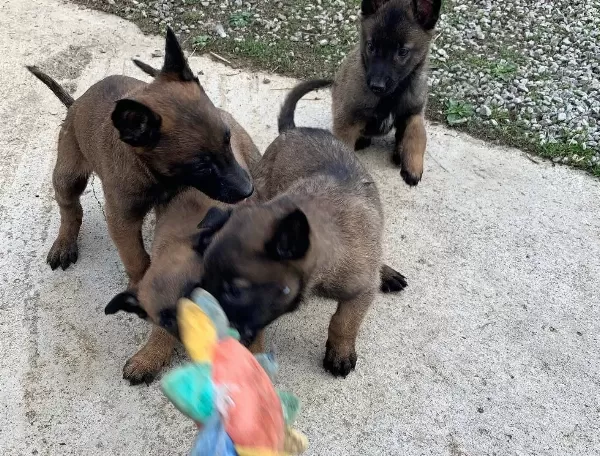 Karakteri Saglam Zeki Belcika Malinois