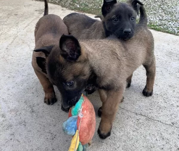 Karakteri Saglam Zeki Belcika Malinois