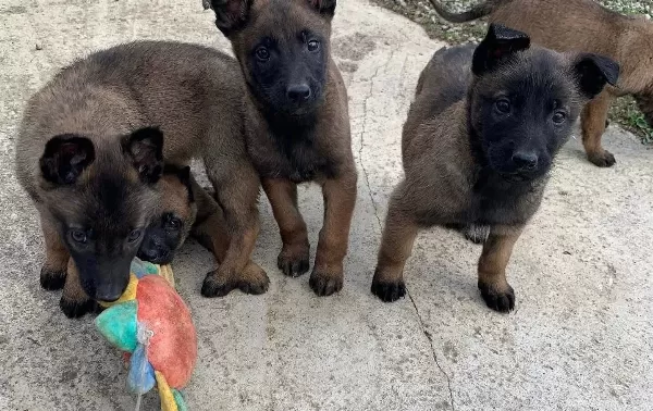 Karakteri Saglam Zeki Belcika Malinois