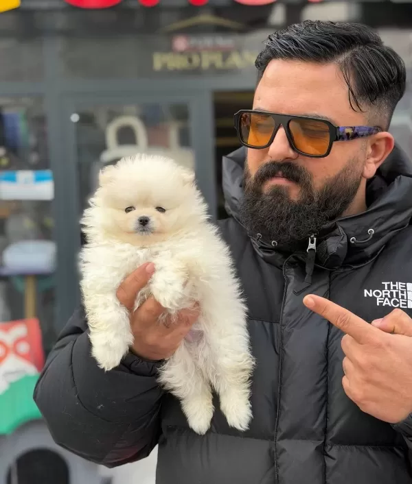 Cagrı Cemcem Ozel Katalogundan Safkan Pomeranian