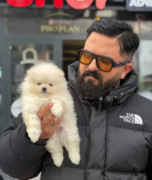 Cagrı Cemcem Ozel Katalogundan Safkan Pomeranian