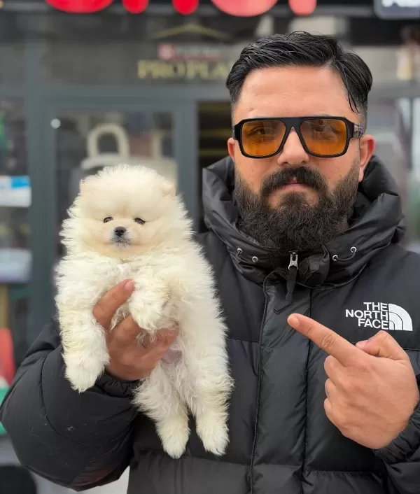 Cagrı Cemcem Ozel Katalogundan Safkan Pomeranian