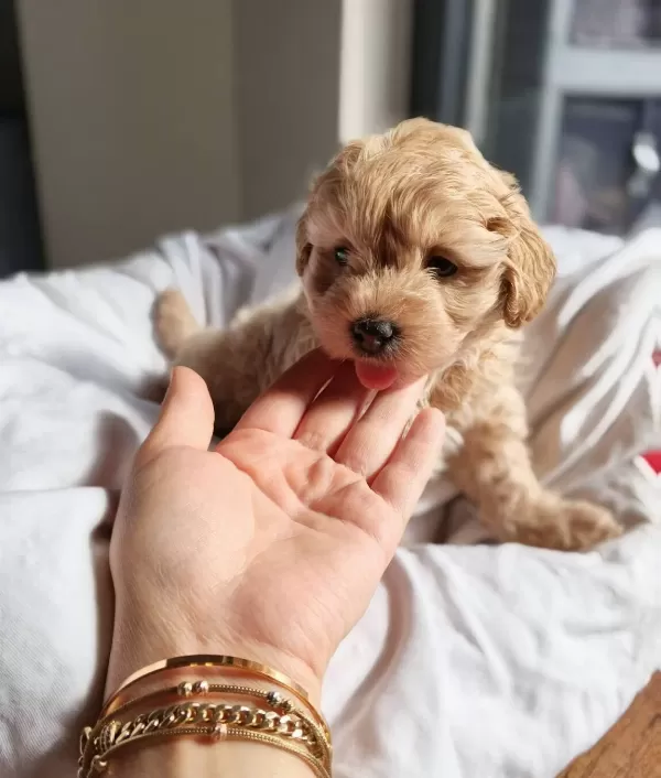 Baby Face Maltipoo Bebekler