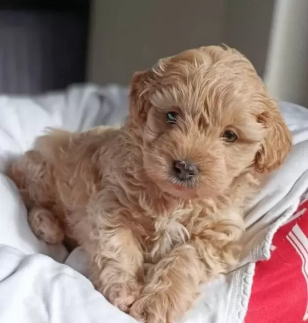 Baby Face Maltipoo Bebekler
