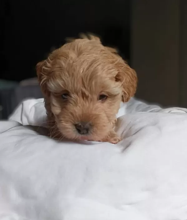Baby Face Maltipoo Bebekler