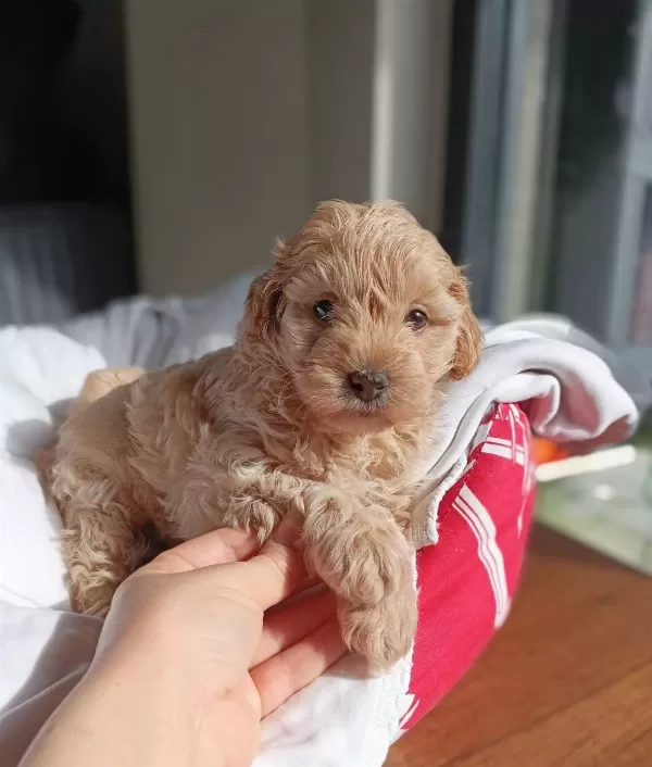 Baby Face Maltipoo Bebekler