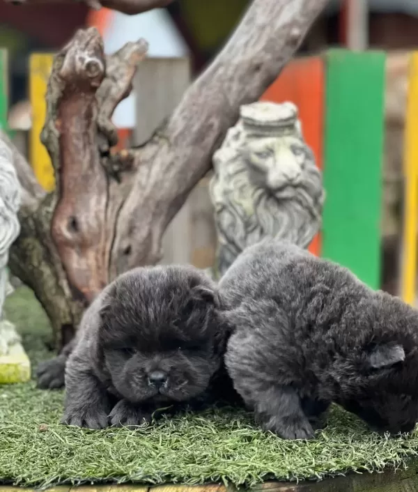 Blue Renk Turkiyede Tek Chow Chow