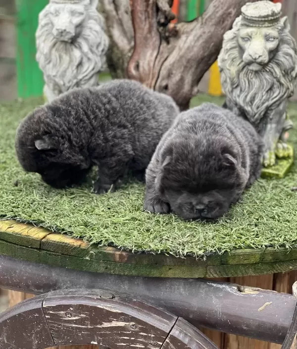 Blue Renk Turkiyede Tek Chow Chow