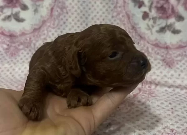 Kore Toy Poodle Yavruları Anne Baba Scr Kayıtlı