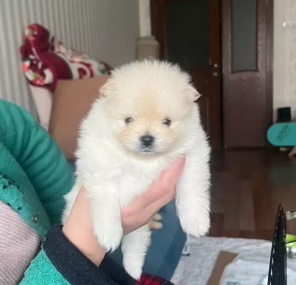 Safkan Pomerian Boo