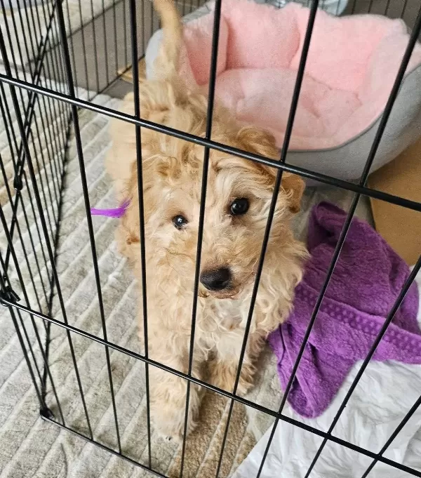 Aile Dostu Maltipoo Yavrumuz