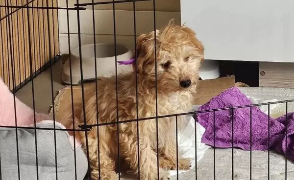 Aile Dostu Maltipoo Yavrumuz