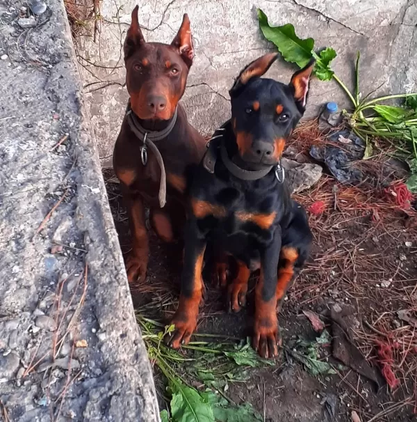 Iri Yapılı Secereli Safkan Doberman Yavruları