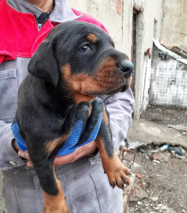 Iri Yapılı Secereli Safkan Doberman Yavruları