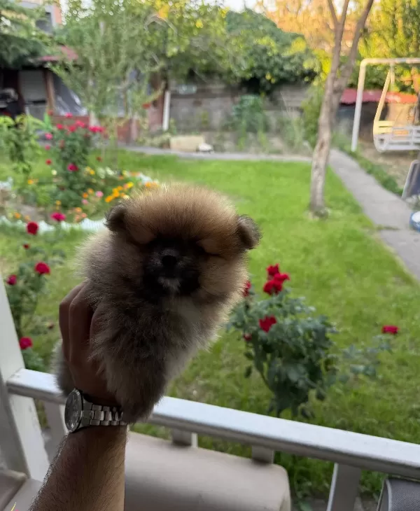 Pomeranian Yavrukari Mikro Boy A Kalite