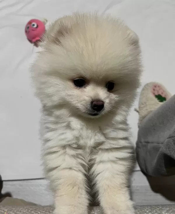 4 Aylık Ayı Surat Pomeranian Boo Yavrusu