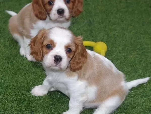 Ev Uretimi Sıfır Numara Cavalier King Charles Yavruları