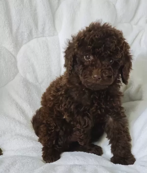 Chocolate Toy Poodle Bebekler