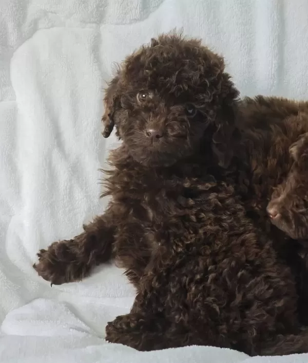 Chocolate Toy Poodle Bebekler