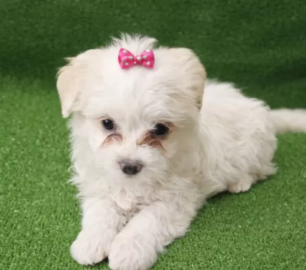 Maltese Terier Minikler