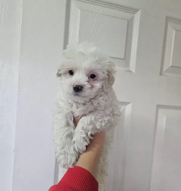 Maltese Terier Minikler