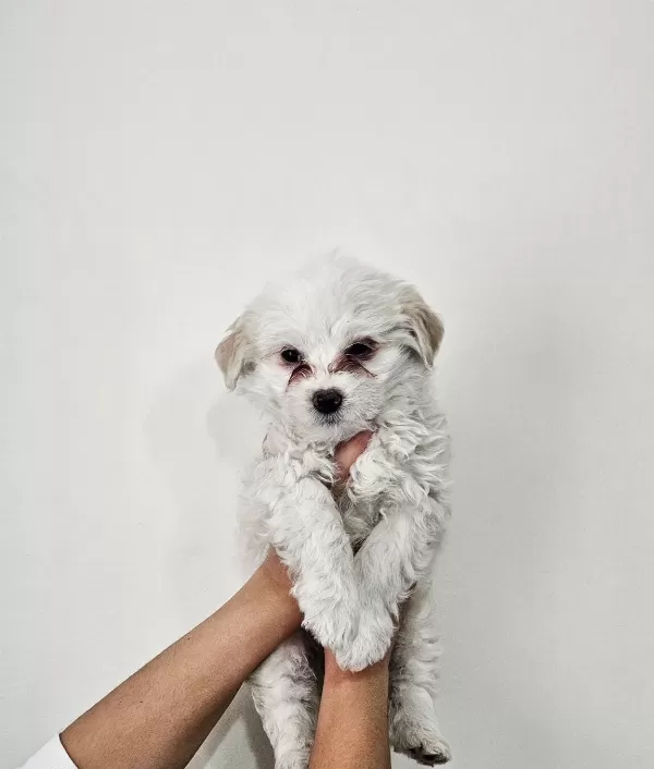 Maltese Terier Minikler