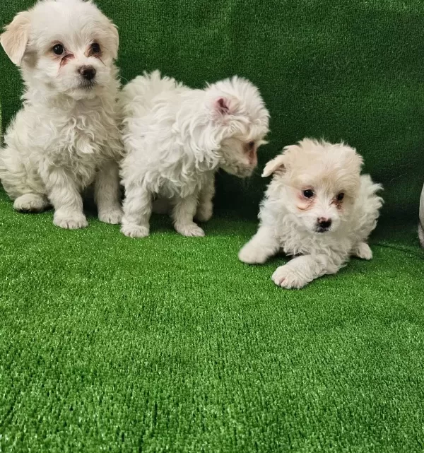 Maltese Terier Minikler