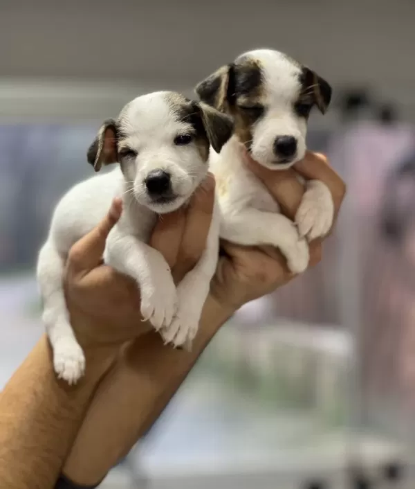 Kısa Bacak Jack Russel Bebekler